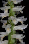 Great Plains lady's tresses